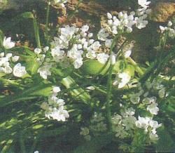 L'Ail des Ours