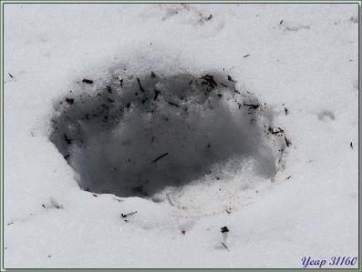 "Circuit ours" sur les hauteurs du village frontalier (Haute-Garonne France / Val d'Aran Espagne) de Fos : crotte, poils, traces - 31