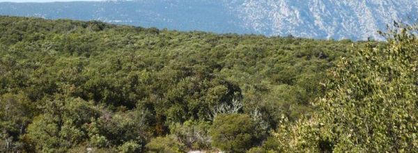 Promenade 1 : Les gorges de l'Hérault