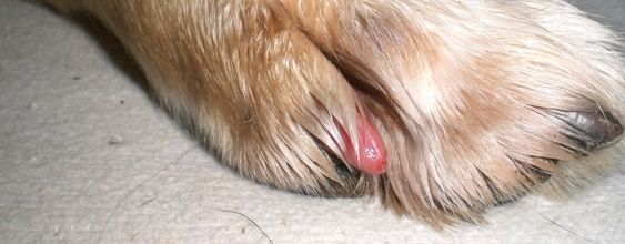 Le chien s'est arraché une griffe, quoi faire?