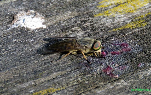 un insecte inconnu - 2  ?