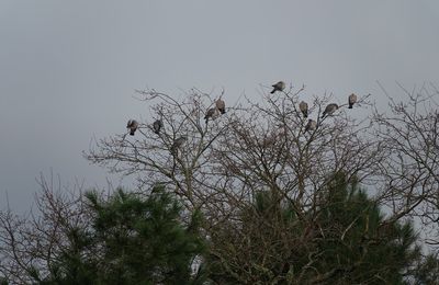 EB - Des palombes squattent les arbres des aigrettes garzettes !
