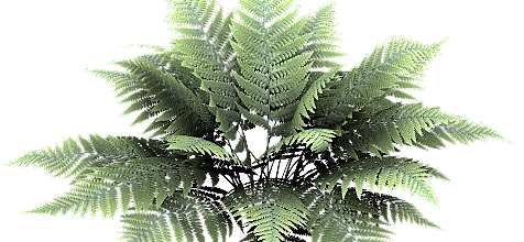 ѼVegetation