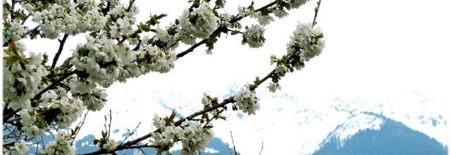 Toujours dans les fleurs  du jardin 