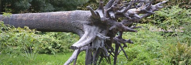 Jardin des Tuileries : L'arbre aux voyelles de Giuseppe Penome