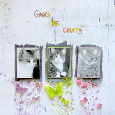 Gang de chats