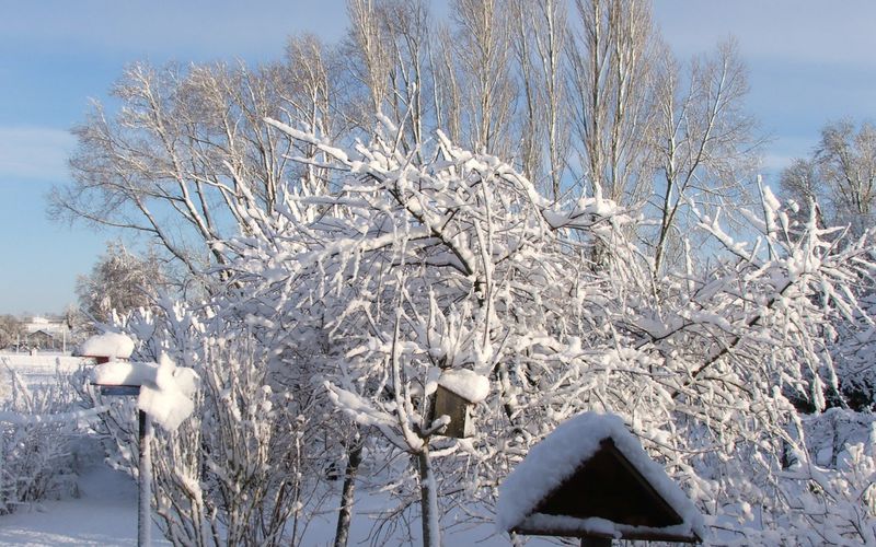 le soleil sur la neige dans le jardin