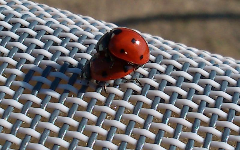 les coccinelles en train de ... pour adulte