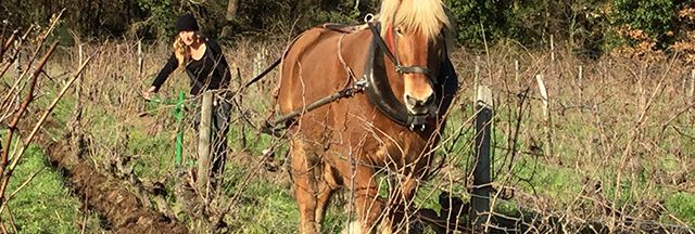 Cheval dans les vignes et biodynamisme : pour la qualité du vin et de la vie