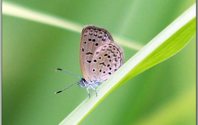 Azuré de la surelle ou Azuré de Trimen (?) (Zizeeria knysna) - Mahé - Seychelles