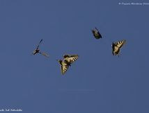 Machaon - Papilio machaon - Papilionidae