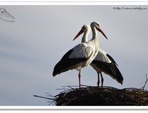 Cigogne blanche - Ciconia ciconia