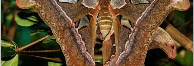 Atlas (2) - Attacus atlas - Accouplement