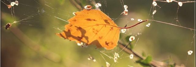 Rêverie d'automne au jardin...
