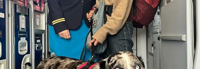 Hôtesse  d'Azores Airlines