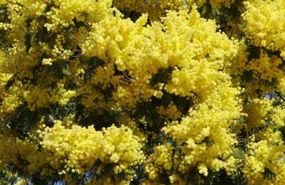 Temps superbe pour la Fête du Mimosa à Saint-Trojan-les-Bains
