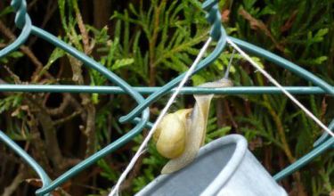 Escargot sous la pluie