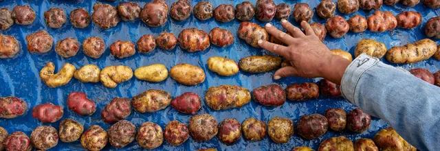 Petite histoire de la pomme de terre : détestée avant d’être adorée