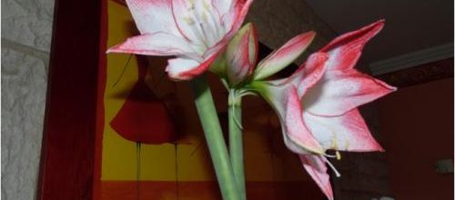  Mon amaryllis .