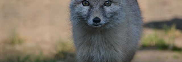 La Ménagerie du Jardin des Plantes :  Le renard Corsac ou renard des Steppes