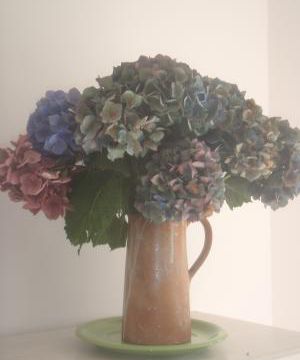 Comment faire sécher les hortensias