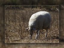 Mouton