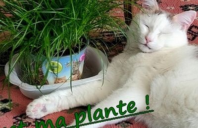 La plante 