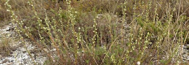 Artemisia alba   -   armoise blanche