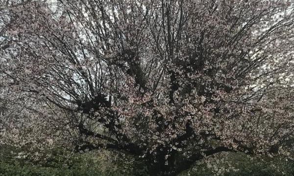 L'arbre de vie et la sophrologie