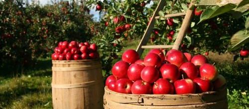 Tomber dans les pommes...