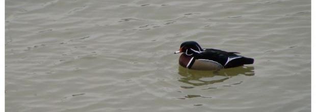 Canard Carolin dans le port de Pornic ... 2012