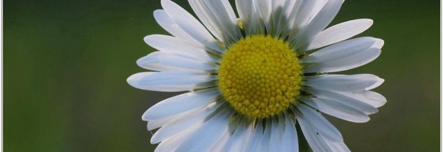 Pâquerette (2) - Bellis perennis