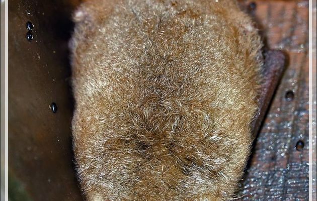 Chauve-souris indéterminée - Lartigau - Milhas - 31