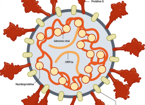 Les nouveaux vaccins contre le coronavirus.(2)