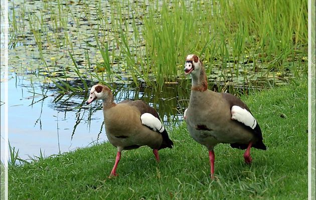 Ouette d'Égypte, Egyptian Goose (Alopochen aegyptiaca) - Jardin de Kirstenbosch - Cape Town - Afrique du Sud