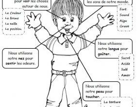 Les 5 sens collecte sur Internet