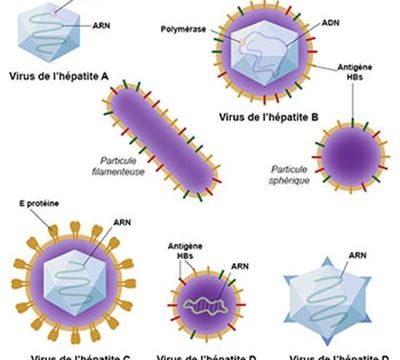 Les hépatites, un fléau de notre santé.