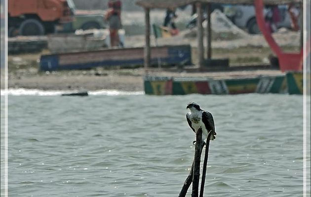 Un peu d'observations de petites bêtes au lac Rose (Lac Retba) - Sénégal