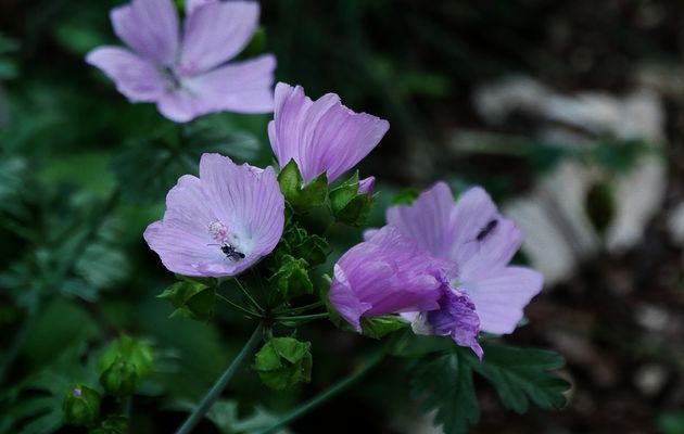 Le 12 août 2025 : Les Plans d'Hotonnes