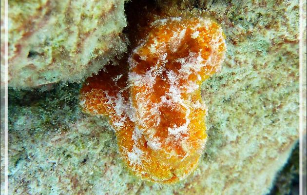 Eponge orange (éponge balle "dégonflée" ?) - Atoll de Fakarava - Tuamotu - Polynésie française