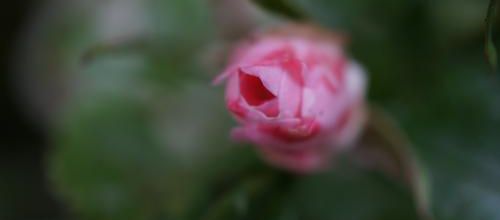 Un instant au jardin : Fairy the féérie