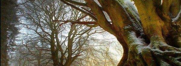 Le bienfait des arbres