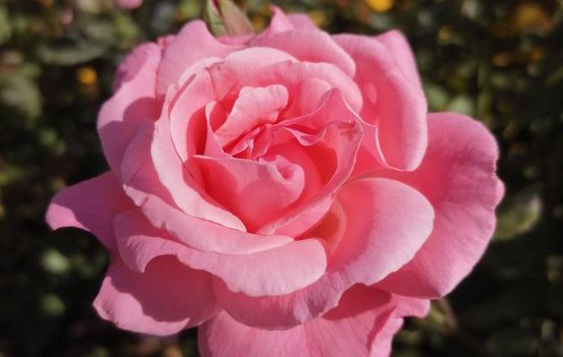 Abécédaire de la Sagesse (9)