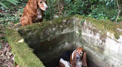 Entraide canine