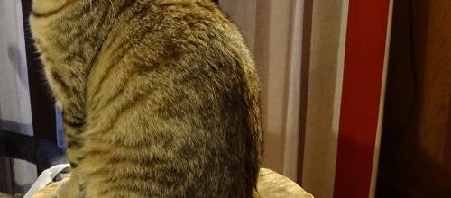 Dimanche c'est chat