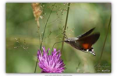 Moro-sphinx, l'extraordinaire papillon.