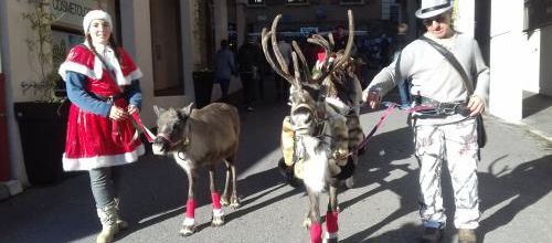 Les rennes au marché de noël !