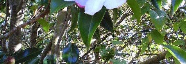  ma fleur préférée  le camélia 
