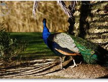 Paon bleu ( Pavo cristatus )