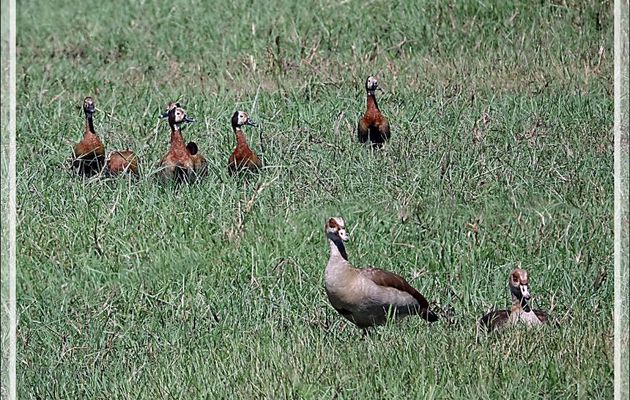 Canards Dendrocygnes veufs, White-faced Whistling Duck (Dendrocygna viduata) et Ouettes d'Égypte, Egyptian Goose (Alopochen aegyptiaca) - Safari nautique - Parc National de Chobe - Botswana